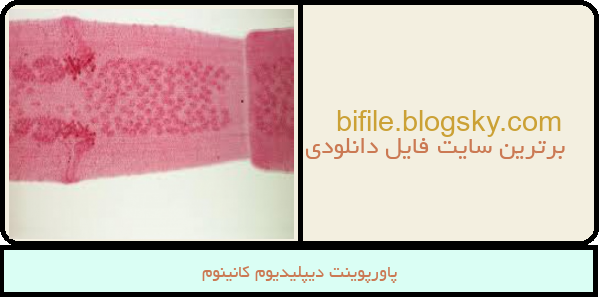 پاورپوینت دیپلیدیوم کانینوم