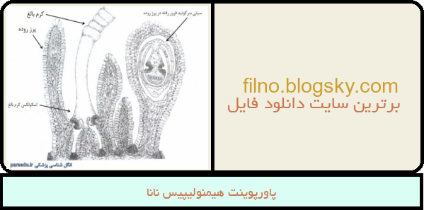 پاورپوینت هیمنولیپیس نانا