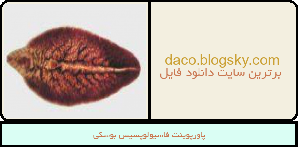 پاورپوینت فاسیولوپسیس بوسکی