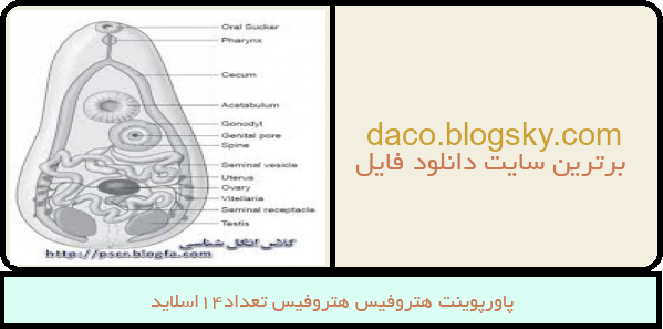 پاورپوینت هتروفیس هتروفیس تعداد14اسلاید