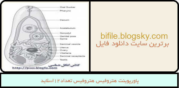 پاورپوینت هتروفیس هتروفیس تعداد14اسلاید