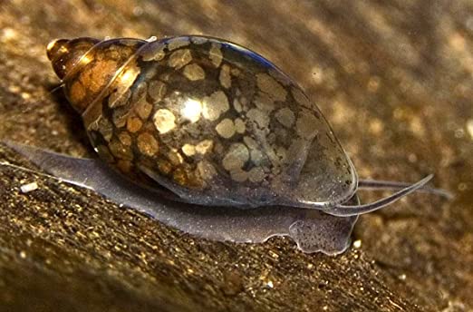 Bladder snail