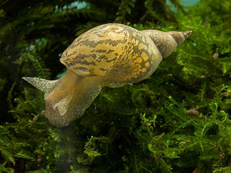 Pond snail