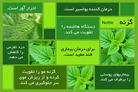 اینفوگرافی خواص گیاه گزنه