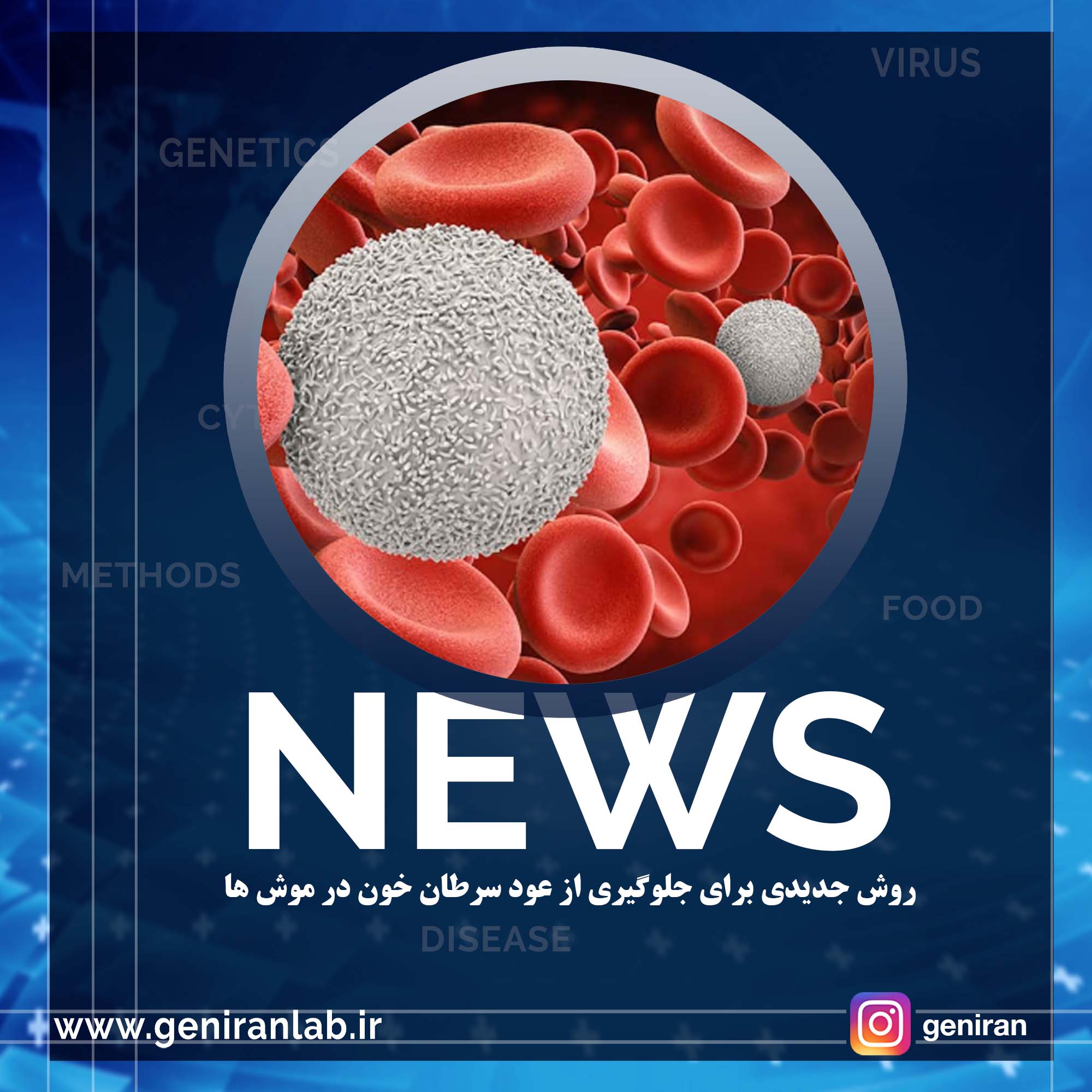 روش جدیدی برای جلوگیری از عود سرطان خون در موش ها