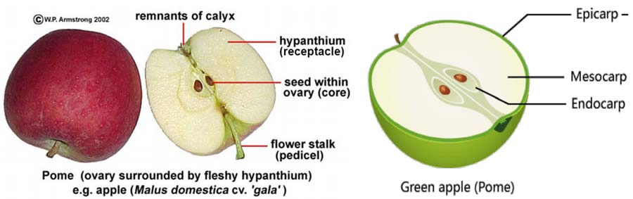 انواع میوه پوم نظیر سیب و گلابی